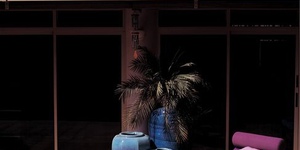 Gerard Shingle, Bark.jpg